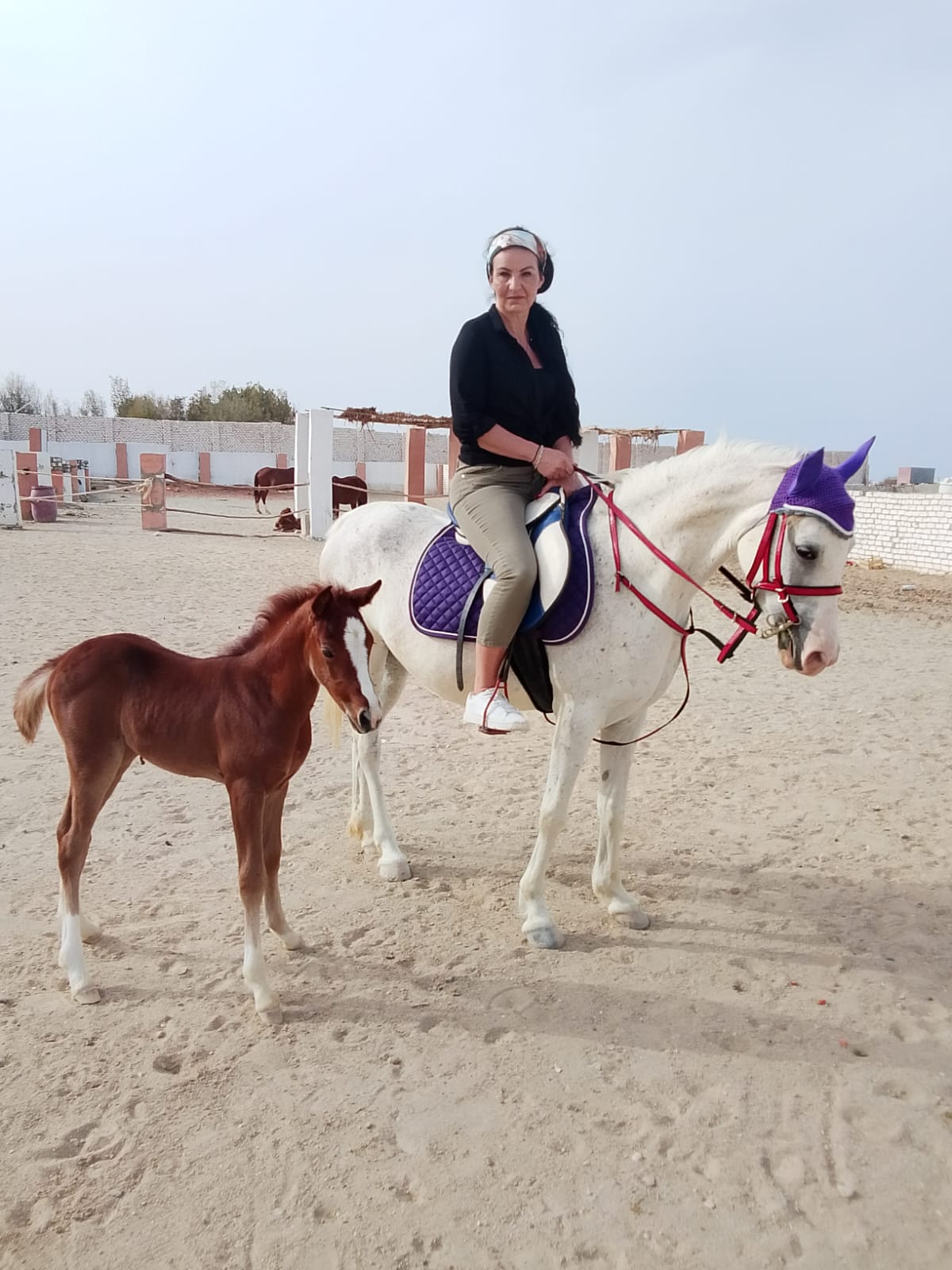 Rehana Horse moment 3